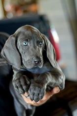 Weimaraner Puppy for sale in FUQUAY VARINA, NC, USA