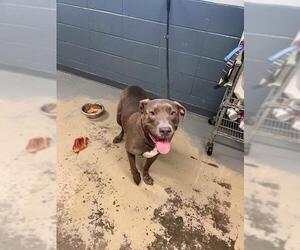 American Staffordshire Terrier-Unknown Mix Dogs for adoption in Tallahassee, FL, USA