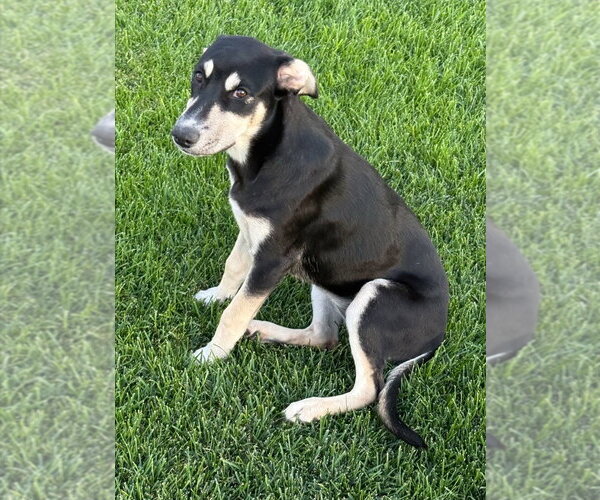 Medium Photo #2 Mutt Puppy For Sale in Salt Lake City, UT, USA