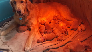 Mother of the Golden Retriever puppies born on 02/05/2018