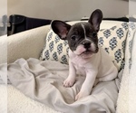 Small French Bulldog