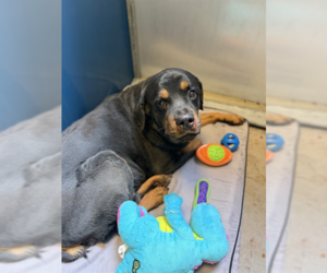Gino - Male Rottweiler Dog for Adoption - Photo #2