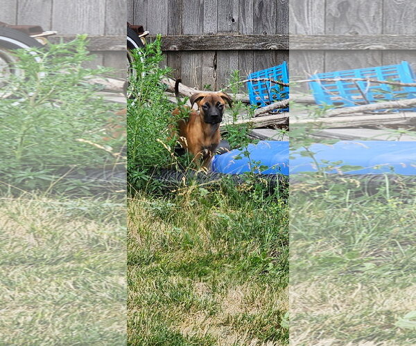 Medium Photo #2 Mutt Puppy For Sale in Fort Collins, CO, USA
