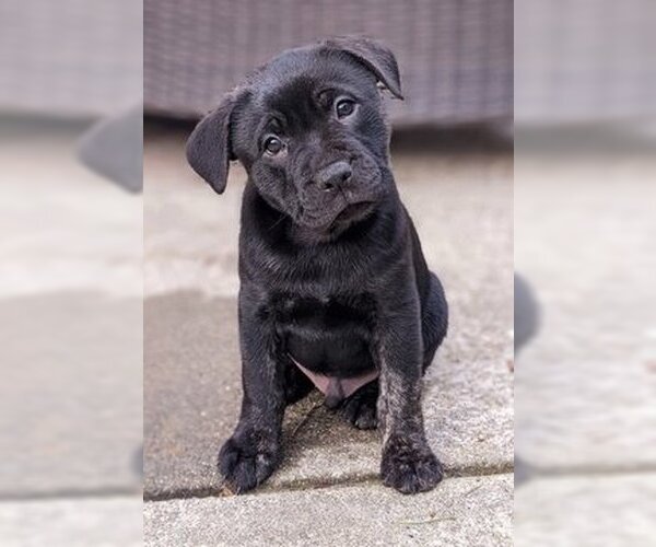 Medium Photo #1 French Bulldog-Unknown Mix Puppy For Sale in Fremont, CA, USA