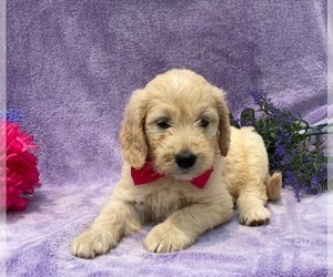 Goldendoodle Puppy for sale in LANCASTER, PA, USA