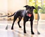Small Photo #3 Labrador Retriever-Unknown Mix Puppy For Sale in Rockwall, TX, USA