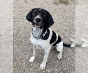 Brew - Male Mutt Dog for Adoption - Photo #3