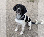 Small Photo #3 Mutt Puppy For Sale in Bemidji, MN, USA