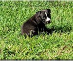Small Photo #6 American Staffordshire Terrier-Unknown Mix Puppy For Sale in Holly Springs, NC, USA