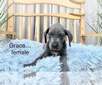 Small Photo #6 Great Dane Puppy For Sale in BIG CANOE, GA, USA