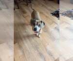 Small #3 Chihuahua Mix