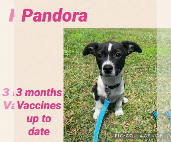 Medium Photo #5 Jack Russell Terrier-Labrador Retriever Mix Puppy For Sale in Virginia Beach, VA, USA