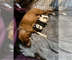 Small #4 Labrador Retriever Mix
