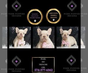French Bulldog Puppy for sale in WARSAW, IN, USA
