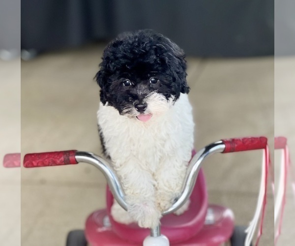 Medium Photo #7 Havapoo Puppy For Sale in DUNDEE, OH, USA