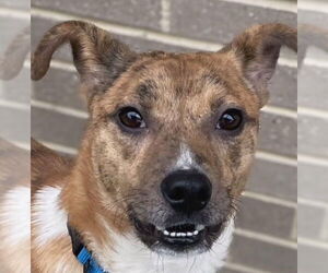 Mutt Dogs for adoption in Canton, CT, USA