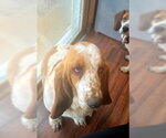 Small #4 Basset Hound
