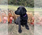 AKC Ready to Go - Female Labrador Retriever Puppy for Sale - Photo #2