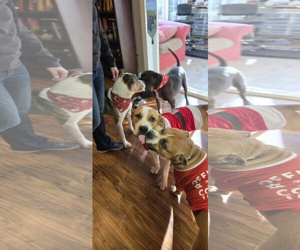 Medium Photo #3 American Bulldog-Unknown Mix Puppy For Sale in Decatur, GA, USA