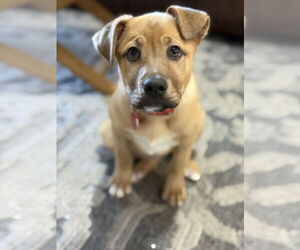 Labrador Retriever-Unknown Mix Dogs for adoption in Royal Palm Beach, FL, USA