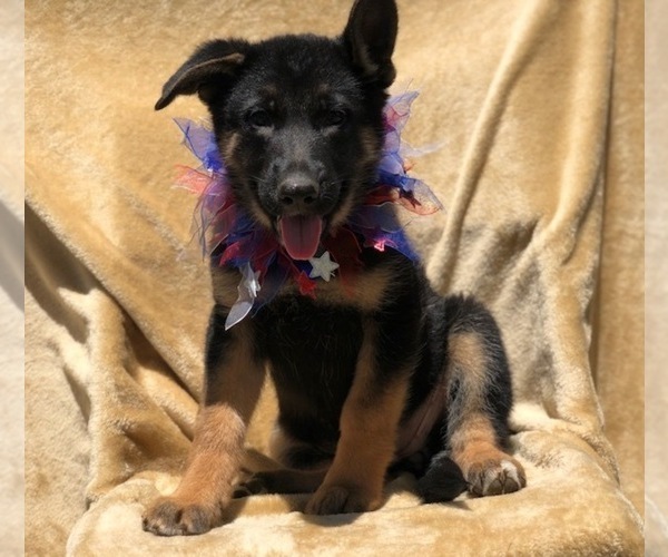 Medium Photo #7 German Shepherd Dog Puppy For Sale in EAST EARL, PA, USA