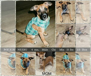 Chiweenie Dogs for adoption in Mesa, AZ, USA