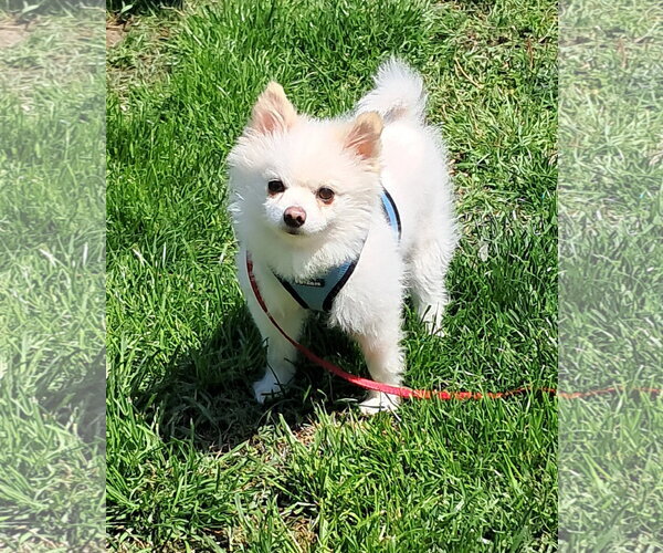Medium Photo #5 Pomeranian Puppy For Sale in Harrisburg, PA, USA