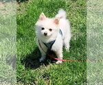 Small #4 Pomeranian