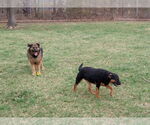 Small #2 Mutt