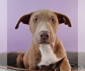 American Pit Bull Terrier-American Staffordshire Terrier Mix Dogs for adoption in Sheridan, CO, USA