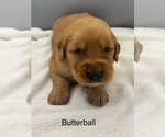 Small #2 Golden Retriever