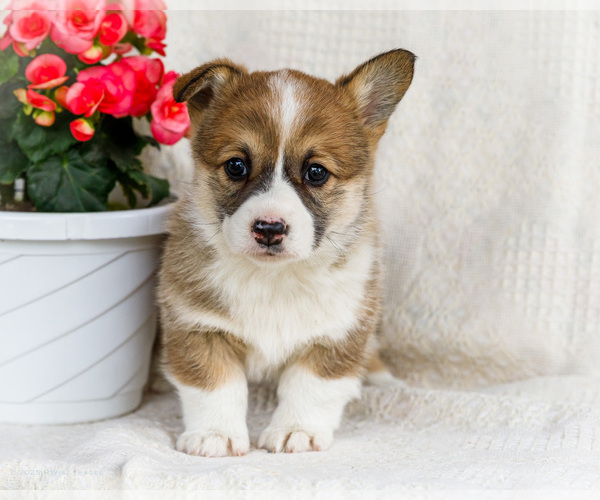 Medium Photo #3 Pembroke Welsh Corgi Puppy For Sale in WAKARUSA, IN, USA
