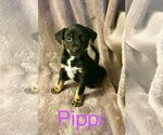 Small Photo #13 Mutt Puppy For Sale in Minneapolis, MN, USA