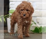Small #2 Goldendoodle (Miniature)
