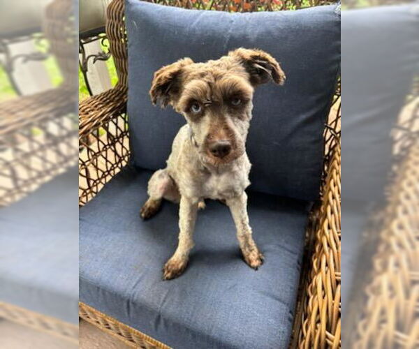 Medium Photo #1 Poodle (Toy)-Unknown Mix Puppy For Sale in Social Circle, GA, USA
