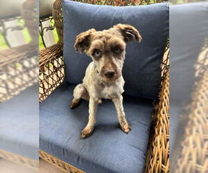 Medium Poodle (Toy) Mix