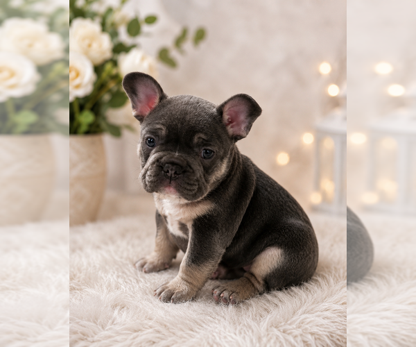 Medium Photo #3 French Bulldog Puppy For Sale in CINCINNATI, OH, USA