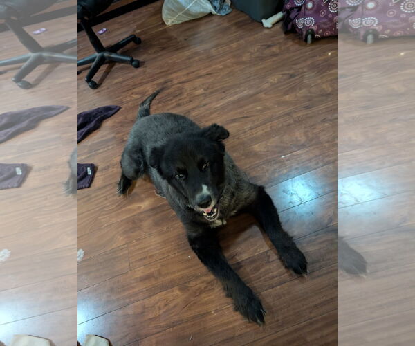 Medium Photo #3 Border Collie Puppy For Sale in Denton, TX, USA