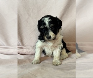 Bernedoodle (Miniature) Puppy for sale in LONGMONT, CO, USA