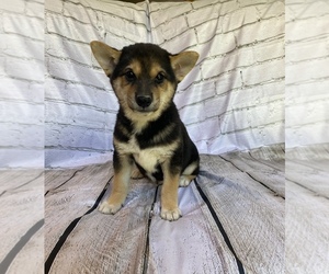 Shiba Inu Puppy for sale in STELLA, MO, USA