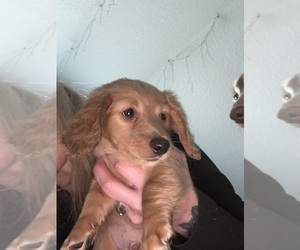 Dachshund Puppy for sale in MORELAND, GA, USA