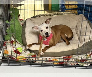 Rat-Cha Dogs for adoption in Pottstown, PA, USA