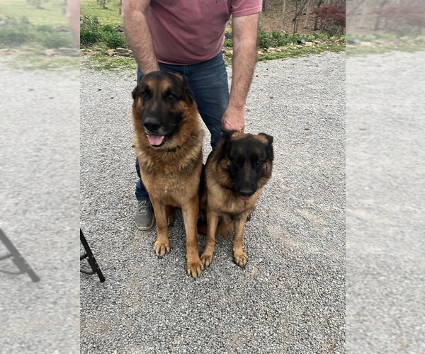 Medium Photo #7 German Shepherd Dog Puppy For Sale in HANSON, KY, USA