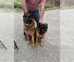 Small #6 German Shepherd Dog