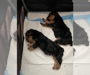 Yorkshire Terrier Puppy for sale in SAN DIEGO, CA, USA