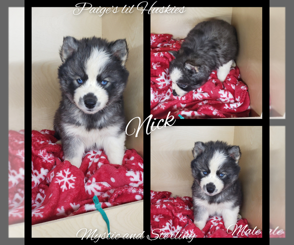 Medium Photo #12 Siberian Husky Puppy For Sale in BLOOMFIELD, IN, USA