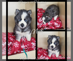 Small Photo #12 Siberian Husky Puppy For Sale in BLOOMFIELD, IN, USA