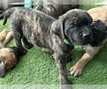 Puppy Mint Chip Mastiff