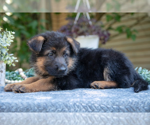 Medium Photo #3 German Shepherd Dog Puppy For Sale in MANTON, MI, USA