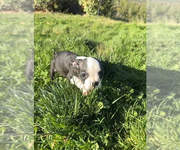Medium Photo #3 Boston Terrier Puppy For Sale in OROVILLE, CA, USA